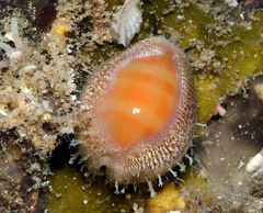 Lyncina propinqua
