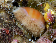 Lyncina propinqua