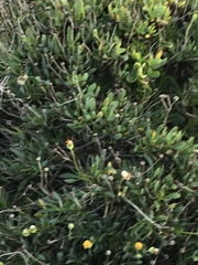 Othonna coronopifolia