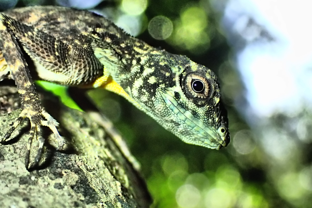 Sulawesi Lined Gliding Lizard