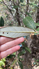 Quercus hypoleucoides