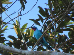 Cotinga cayana