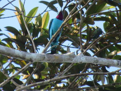 Cotinga cayana
