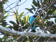 Cotinga cayana