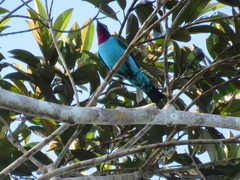Cotinga cayana