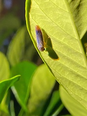 Dilobopterus costalimai