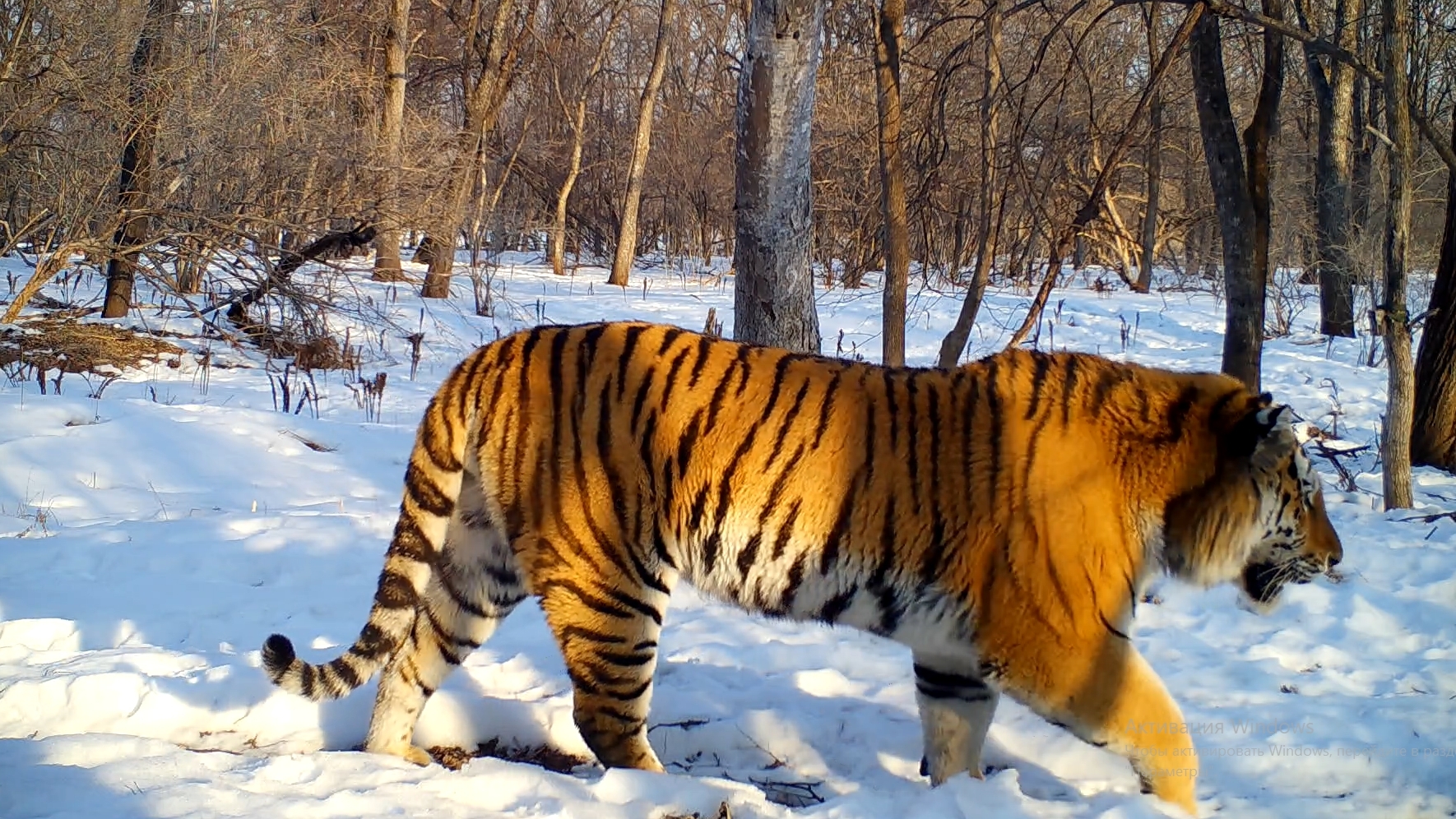Siberian Tiger, Animal Database
