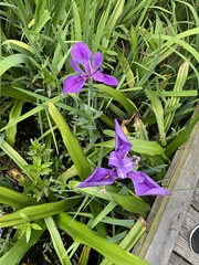 Iris giganticaerulea