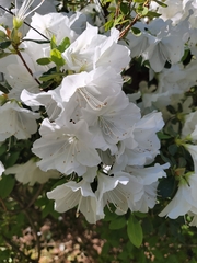 Rhododendron macrosepalum