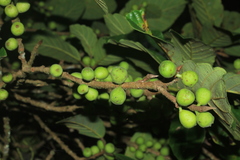 Ficus velutina