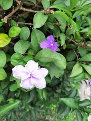Brunfelsia uniflora