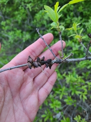 Disholcaspis pattersoni