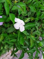 Brunfelsia uniflora