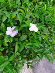 Brunfelsia uniflora
