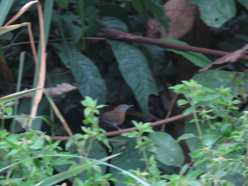 Black-throated Antbird (Myrmophylax atrothorax), photo 3
