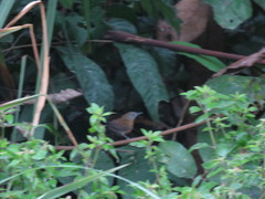 Myrmophylax atrothorax