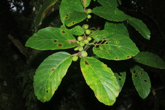 Ficus velutina