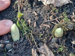 Podophyllum peltatum