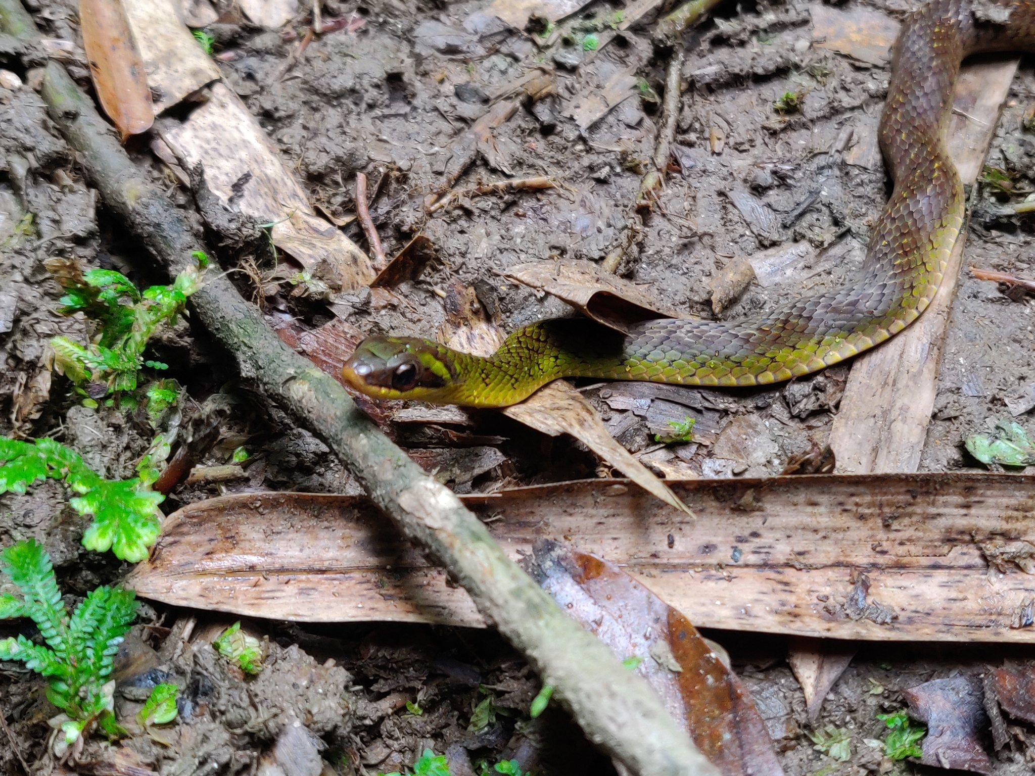 Braided Groundsnake, Erythrolamprus zweifeli