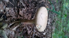 Caloboletus inedulis