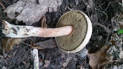 Caloboletus inedulis