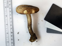 Caloboletus inedulis