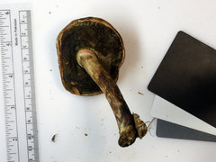 Caloboletus inedulis