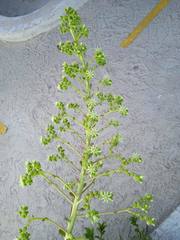 Sedum calcicola