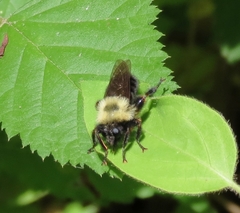 Laphria thoracica