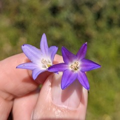 Brodiaea orcuttii