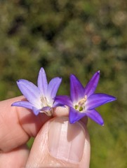 Brodiaea orcuttii