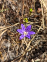Brodiaea terrestris kernensis