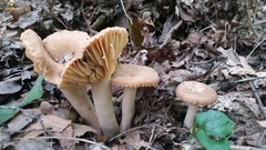 Lactarius subplinthogalus