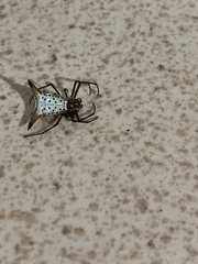 Micrathena macfarlanei