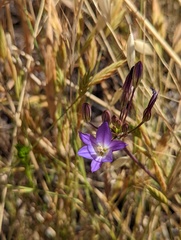 Brodiaea orcuttii