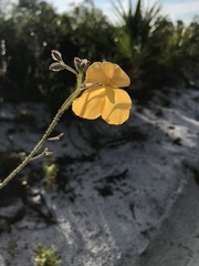 Image of Chapmannia floridana
