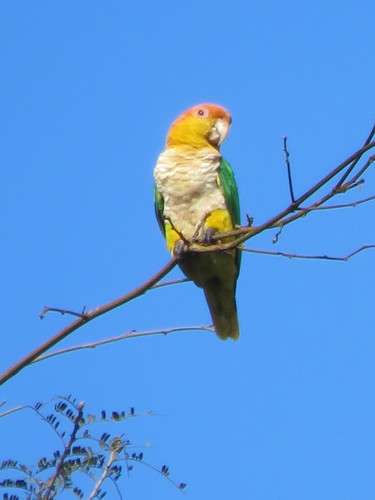 White-bellied Parrot (Yellow-tailed)