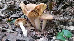 Lactarius subplinthogalus