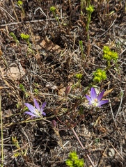 Brodiaea orcuttii