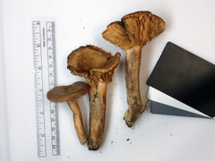 Lactarius subplinthogalus