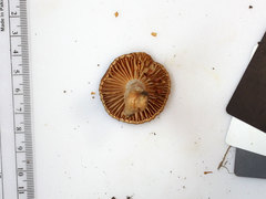 Lactarius subplinthogalus