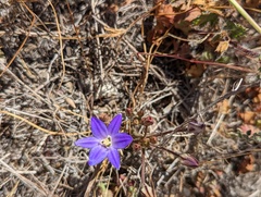 Brodiaea terrestris kernensis