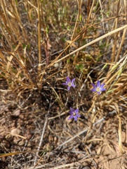 Brodiaea orcuttii