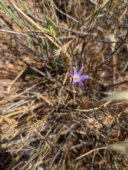Brodiaea orcuttii
