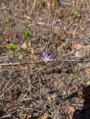 Brodiaea orcuttii