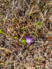 Brodiaea orcuttii