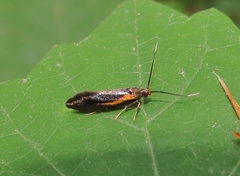 Mathildana newmanella