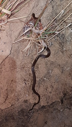 Godman's Graceful Brown Snake