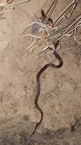 Godman's Graceful Brown Snake