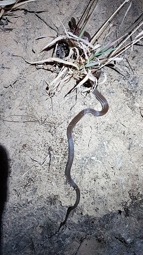 Godman's Graceful Brown Snake